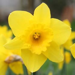 Daffodils, Yellow trumpet-shaped